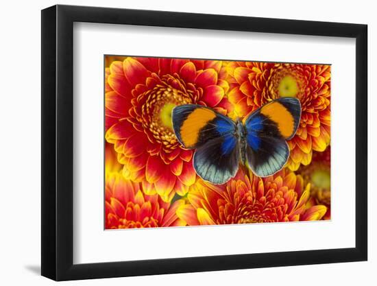 The Star Sapphire Butterfly, Callithea Sapphira-Darrell Gulin-Framed Photographic Print