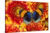 The Star Sapphire Butterfly, Callithea Sapphira-Darrell Gulin-Stretched Canvas