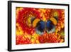 The Star Sapphire Butterfly, Callithea Sapphira-Darrell Gulin-Framed Photographic Print