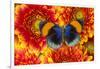 The Star Sapphire Butterfly, Callithea Sapphira-Darrell Gulin-Framed Premium Photographic Print