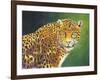 The Stare-Graeme Stevenson-Framed Giclee Print