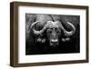 The Stare-null-Framed Photographic Print