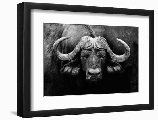 The Stare-null-Framed Photographic Print