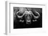 The Stare-null-Framed Photographic Print