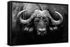 The Stare-null-Framed Stretched Canvas