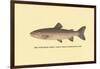 The Steelhead Trout-H.h. Leonard-Framed Art Print