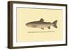 The Steelhead Trout-H.h. Leonard-Framed Art Print