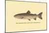 The Steelhead Trout-H.h. Leonard-Mounted Art Print