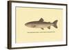 The Steelhead Trout-H.h. Leonard-Framed Art Print