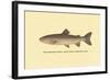 The Steelhead Trout-H.h. Leonard-Framed Art Print