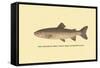 The Steelhead Trout-H.h. Leonard-Framed Stretched Canvas