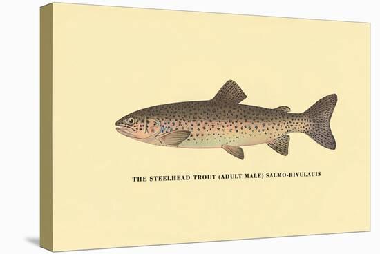 The Steelhead Trout-H.h. Leonard-Stretched Canvas