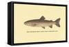 The Steelhead Trout-H.h. Leonard-Framed Stretched Canvas