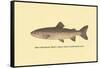 The Steelhead Trout-H.h. Leonard-Framed Stretched Canvas