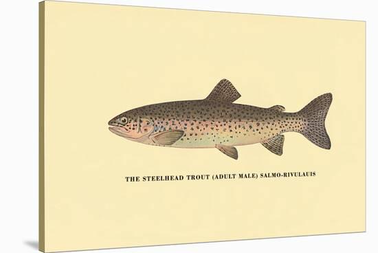 The Steelhead Trout-H.h. Leonard-Stretched Canvas