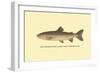 The Steelhead Trout-H.h. Leonard-Framed Art Print