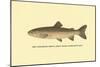 The Steelhead Trout-H.h. Leonard-Mounted Art Print