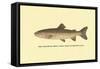 The Steelhead Trout-H.h. Leonard-Framed Stretched Canvas