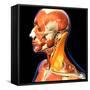 The Sternocleidomastoid neck muscle highlighted within muscular system, on black background.-Hank Grebe-Framed Stretched Canvas