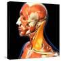 The Sternocleidomastoid neck muscle highlighted within muscular system, on black background.-Hank Grebe-Stretched Canvas