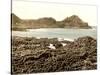 The Steuchans, Giant's Causeway, 1890s-Science Source-Stretched Canvas