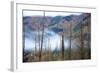 The Stewart Cassiar Highway Provides Access to Central Northern Park, B.C, an Area Rich in Wildlife-Richard Wright-Framed Photographic Print