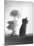 The Stokes Shot Was a 19 Kiloton Explosion Detonated While Suspended from Barrage Balloons-null-Mounted Photo