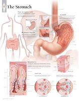 The Stomach-null-Lamina Framed Poster