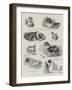 The Story of a Clever Terrier's Stratagem-null-Framed Giclee Print