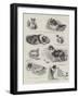 The Story of a Clever Terrier's Stratagem-null-Framed Giclee Print