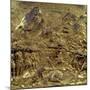 The Story of David and Goliath, One of Ten Relief Panels from the Gates of Paradise, 1425-52-Lorenzo Ghiberti-Mounted Giclee Print