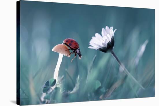 The Story Of The Lady Bug That Tries To Convice The Mushroom To Have A Date With The Beautiful Dais-Fabien Bravin-Stretched Canvas