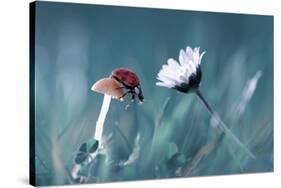 The Story Of The Lady Bug That Tries To Convice The Mushroom To Have A Date With The Beautiful Dais-Fabien Bravin-Stretched Canvas