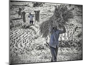 The Strawbearer-Steven Boone-Mounted Photographic Print