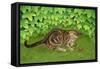 The Strawberry-Kitten, 1996-Ditz-Framed Stretched Canvas