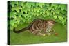 The Strawberry-Kitten, 1996-Ditz-Stretched Canvas