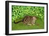 The Strawberry-Kitten, 1996-Ditz-Framed Giclee Print