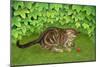 The Strawberry-Kitten, 1996-Ditz-Mounted Giclee Print