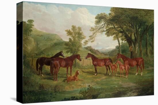 The Streatlam Stud, Mares and Foals, 1836-John Frederick Herring I-Stretched Canvas