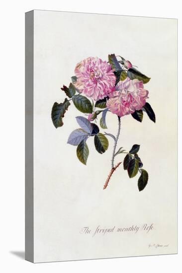 The Striped Monthly Rose, C.1745-Georg Dionysius Ehret-Stretched Canvas