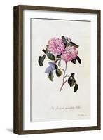 The Striped Monthly Rose, C.1745-Georg Dionysius Ehret-Framed Giclee Print