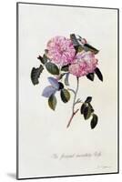 The Striped Monthly Rose, C.1745-Georg Dionysius Ehret-Mounted Giclee Print