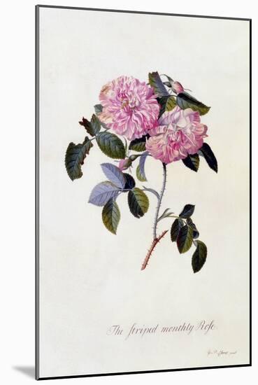 The Striped Monthly Rose, C.1745-Georg Dionysius Ehret-Mounted Giclee Print