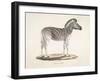 The Striped Zebra Of South Africa-null-Framed Giclee Print