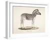 The Striped Zebra Of South Africa-null-Framed Giclee Print