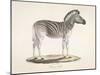 The Striped Zebra Of South Africa-null-Mounted Giclee Print