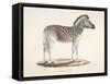 The Striped Zebra Of South Africa-null-Framed Stretched Canvas