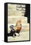 The Strutter, 2004-Sandra Lawrence-Framed Stretched Canvas