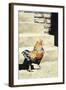 The Strutter, 2004-Sandra Lawrence-Framed Giclee Print