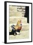 The Strutter, 2004-Sandra Lawrence-Framed Giclee Print